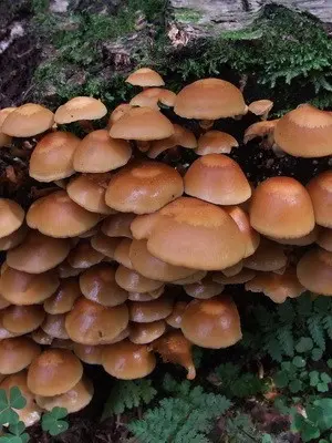 Growing forest mushrooms in a summer cottage with your own hands