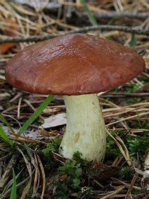 Growing forest mushrooms in a summer cottage with your own hands