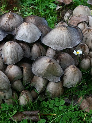 Growing forest mushrooms in a summer cottage with your own hands