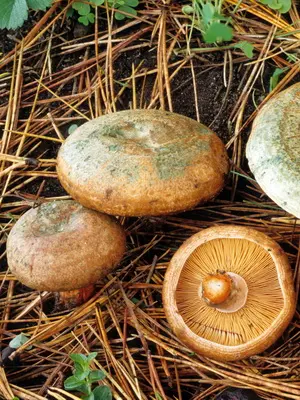 Growing forest mushrooms in a summer cottage with your own hands