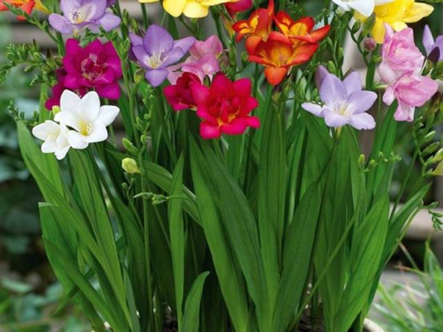 Growing freesia in open ground