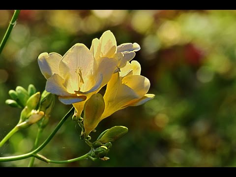 Growing freesia in open ground