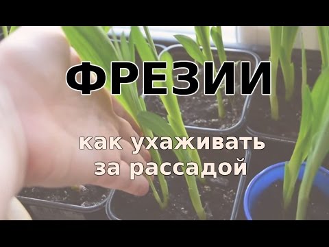 Growing freesia in open ground