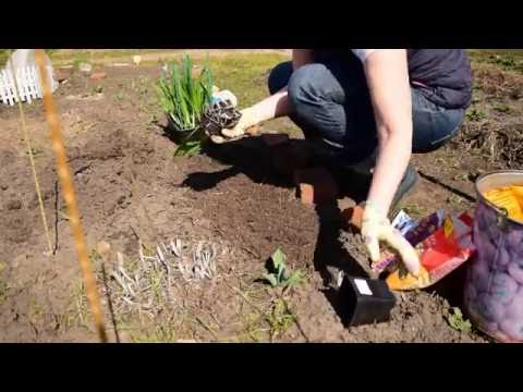 Growing freesia in open ground