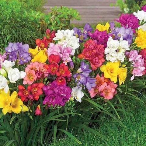 Growing freesia in open ground