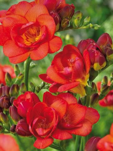 Growing freesia in open ground