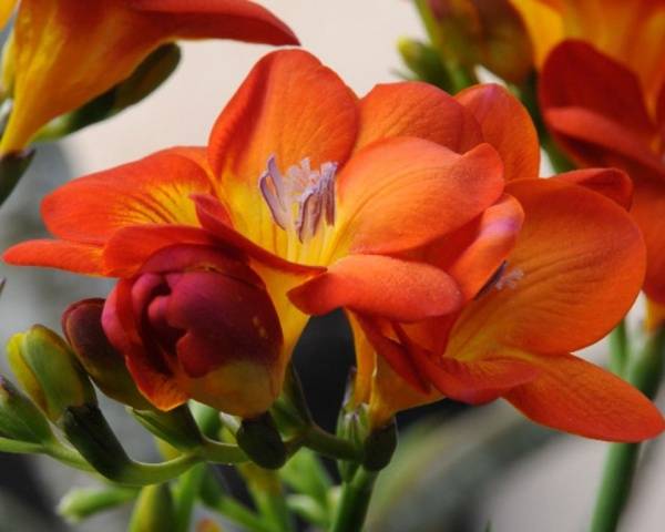 Growing freesia in open ground