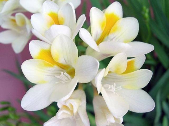 Growing freesia in open ground