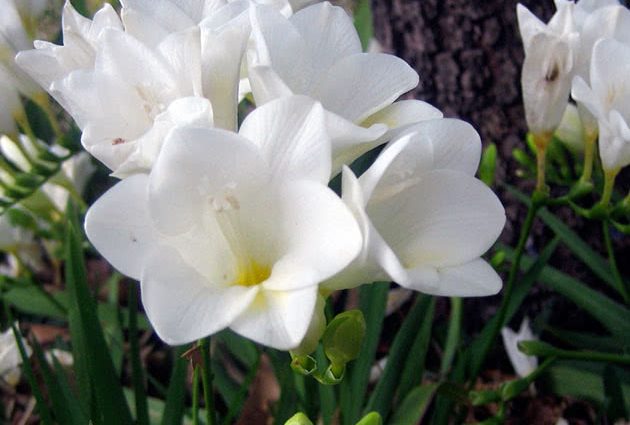 Growing freesia in open ground