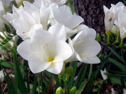 Growing freesia in open ground