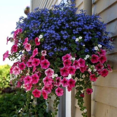 Growing from ampelous lobelia seeds