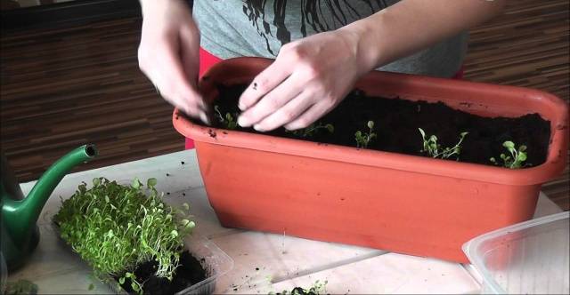 Growing from ampelous lobelia seeds