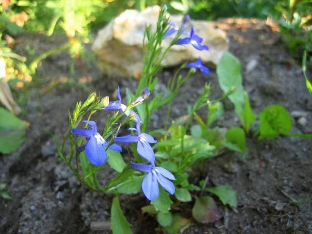 Growing from ampelous lobelia seeds