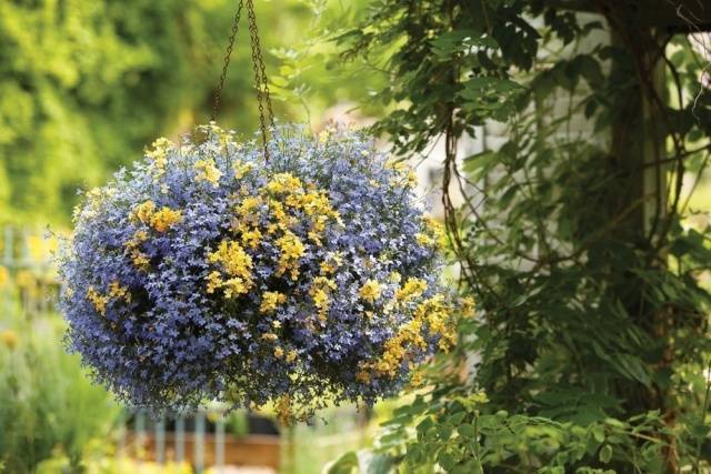 Growing from ampelous lobelia seeds