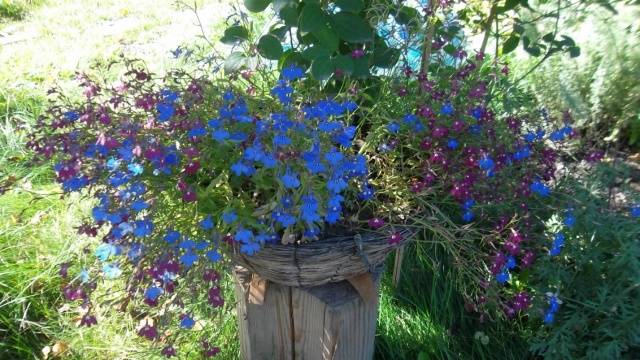 Growing from ampelous lobelia seeds