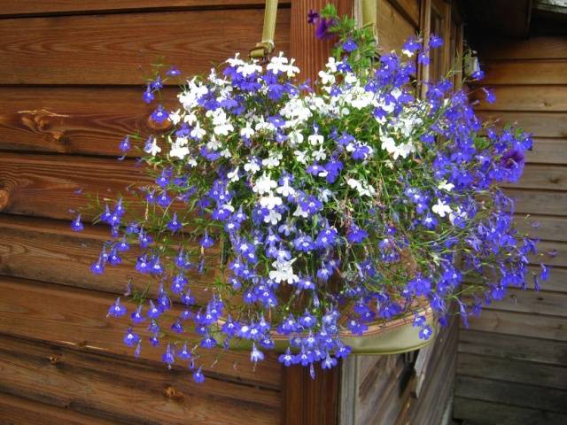 Growing from ampelous lobelia seeds