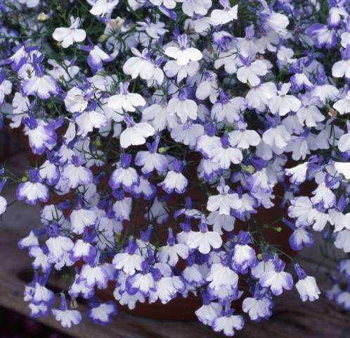 Growing from ampelous lobelia seeds