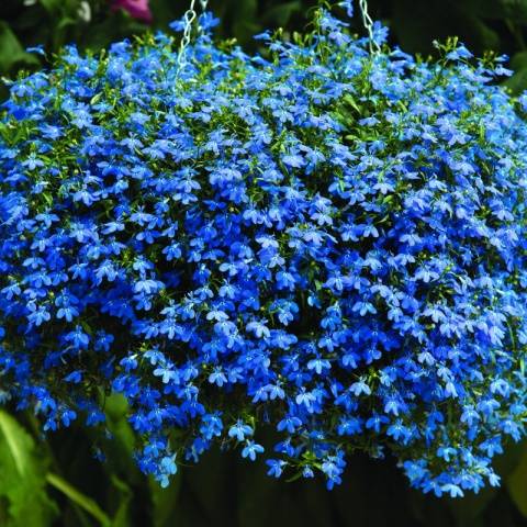 Growing from ampelous lobelia seeds