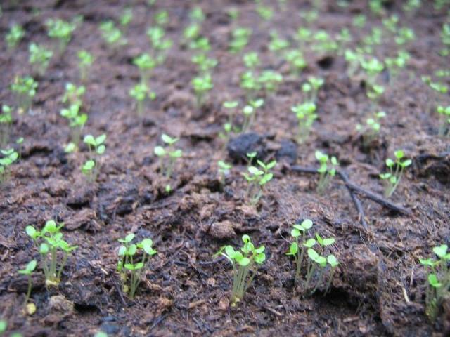 Growing from ampelous lobelia seeds