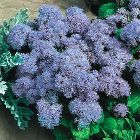 Growing from seeds of Ageratum Blue mink