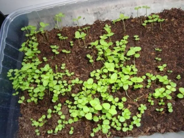 Growing from seeds of Ageratum Blue mink