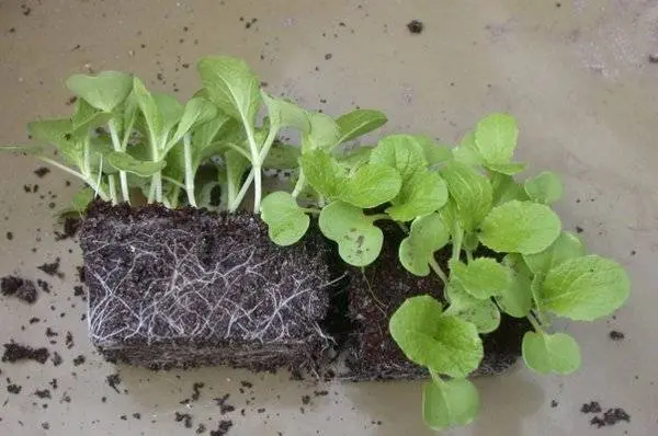 Growing from seeds of Ageratum Blue mink