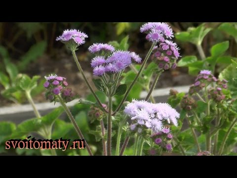 Growing from seeds of Ageratum Blue mink