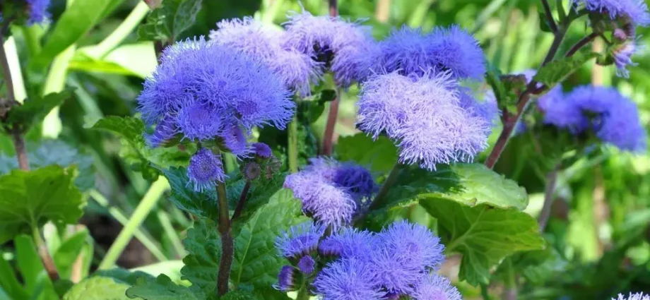 Growing from seeds of Ageratum Blue mink