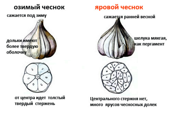 Growing garlic according to all the rules on the site