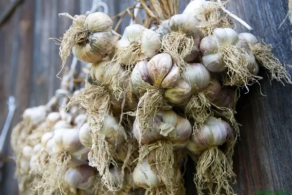 Growing garlic according to all the rules on the site