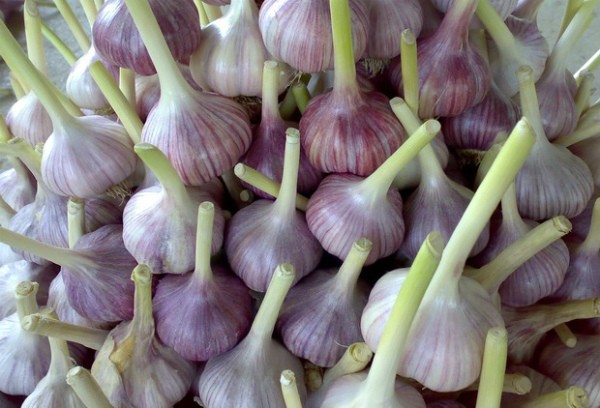 Growing garlic according to all the rules on the site