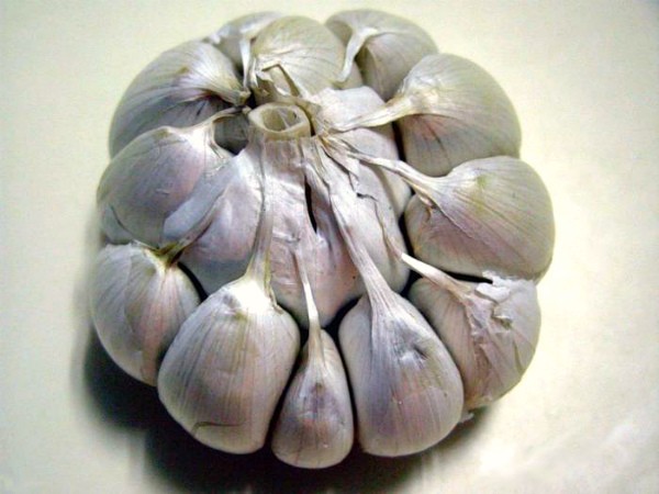 Growing garlic according to all the rules on the site