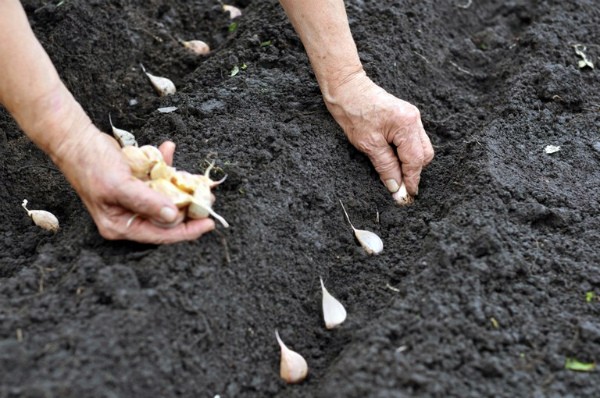 Growing garlic according to all the rules on the site