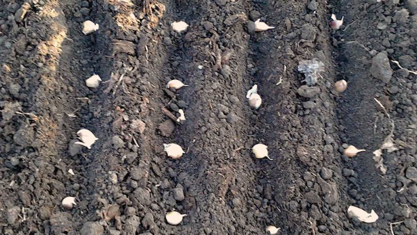 Growing garlic as a business: benefits and organization