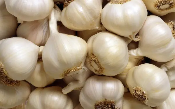 Growing garlic as a business: benefits and organization