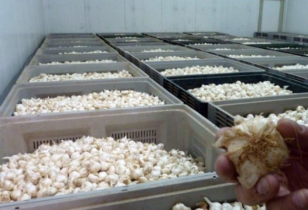 Growing garlic as a business: benefits and organization