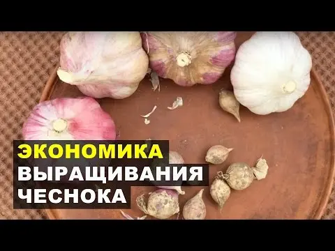 Growing garlic as a business: benefits and organization