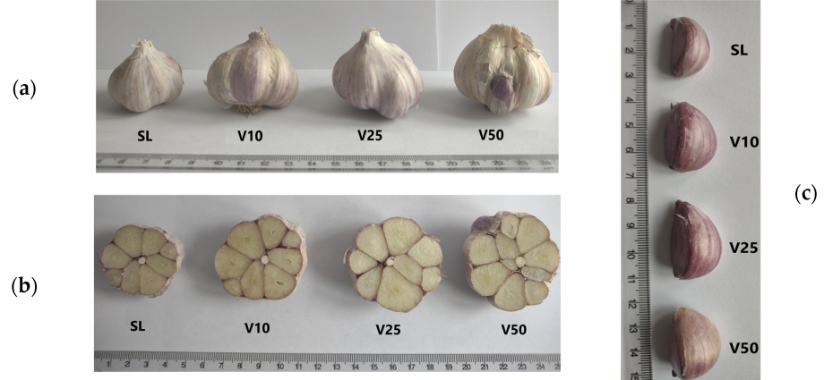 Growing garlic as a business: benefits and organization