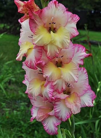 Growing gladioli outdoors 