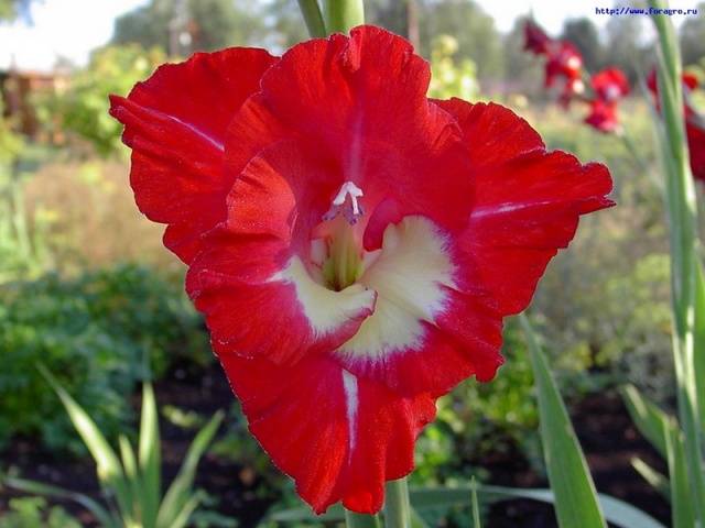 Growing gladioli outdoors 