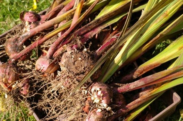 Growing gladioli outdoors 