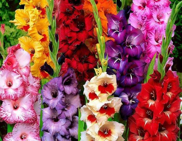 Growing gladioli outdoors 