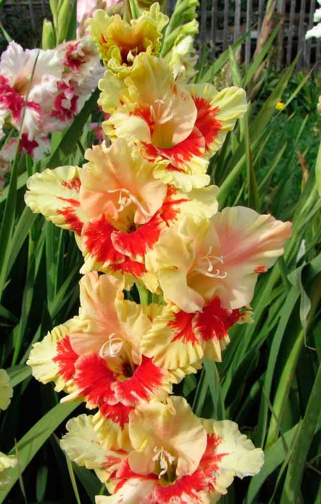 Growing gladioli outdoors 