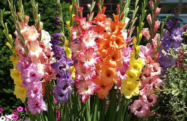 Growing gladioli outdoors 