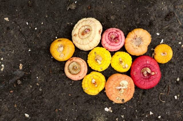 Growing gladioli outdoors 