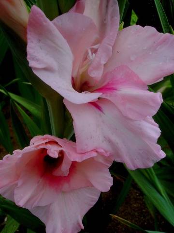 Growing gladioli outdoors 