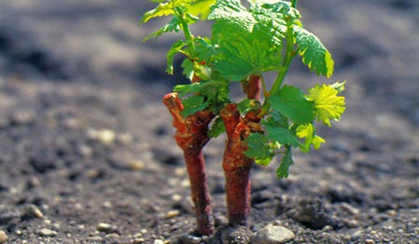 Growing grapes from chubuk: features of planting