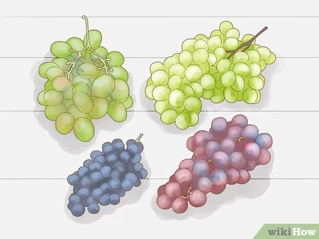 Growing grapes from chubuk: features of planting