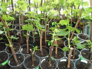 Growing grapes from cuttings: harvesting and rooting