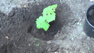 Growing grapes from cuttings: harvesting and rooting